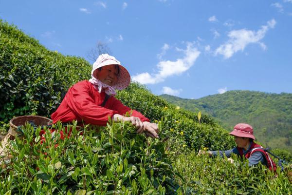 黃山區(qū)太平最新二手房，黃山區(qū)太平二手房熱推房源盤點(diǎn)