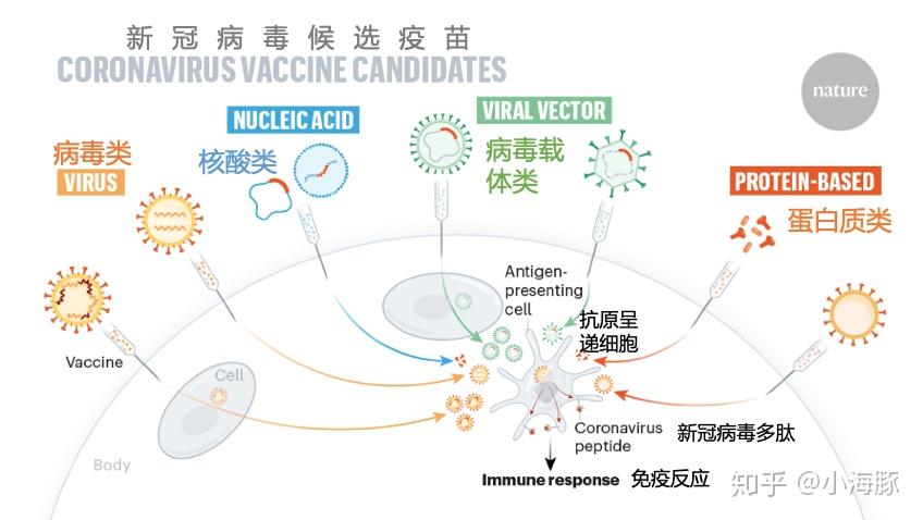 最新消息新冠疫苗，全球新冠疫苗最新進(jìn)展與動態(tài)概覽