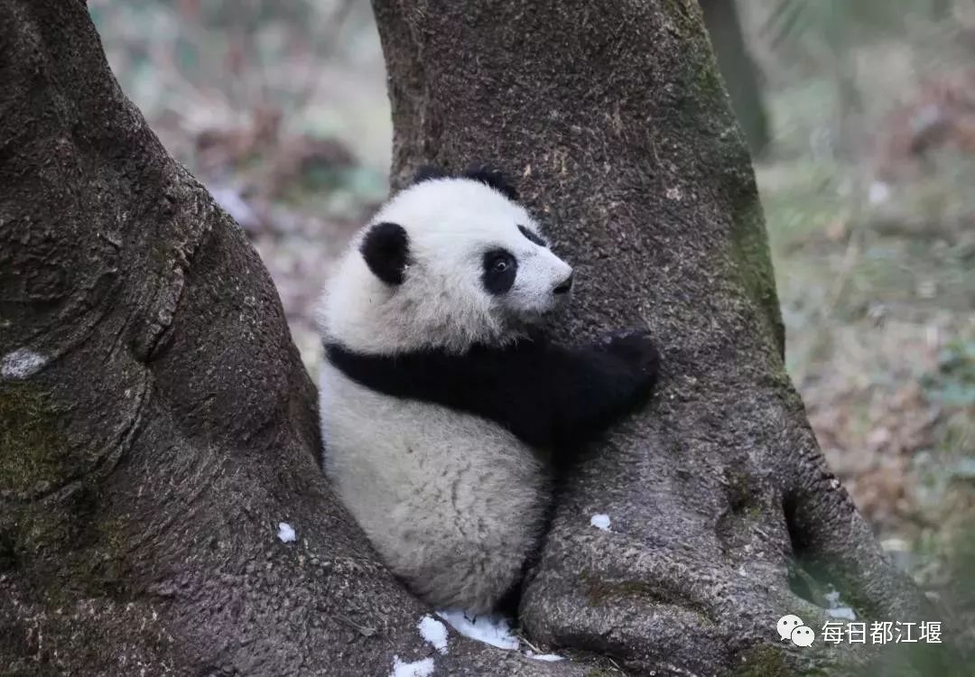 大熊貓莽仔帶娃新技能，育兒記實，萌化網(wǎng)友心！，莽仔育兒記，大熊貓萌娃新技能引網(wǎng)友爆笑