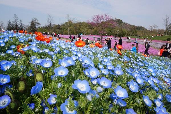 櫻花校園最新版本嬰兒服,櫻花校園最新版本嬰兒服裝下載，櫻花校園最新嬰兒服裝下載，全新嬰兒服體驗版本揭秘